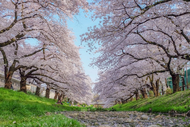 Tokyo, Giappone - 12 aprile: bella passerella con alberi di sakura in Giappone stagione primaverile