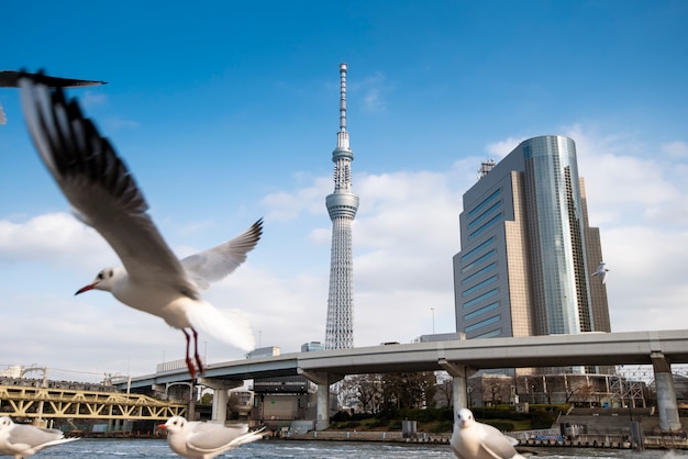 Tokyo Skytree bianco cielo blu