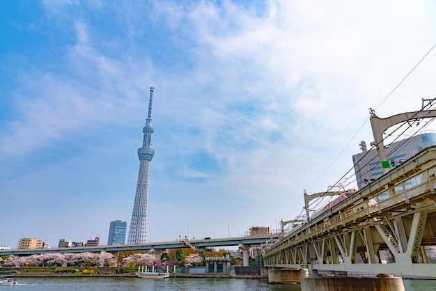 Tokyo Skytree Tower con fiori di ciliegio in piena fioritura al Sumida Park