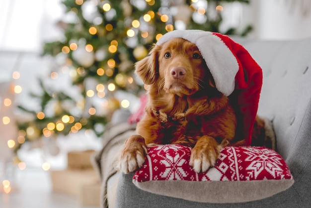 Toller retriever nel periodo natalizio