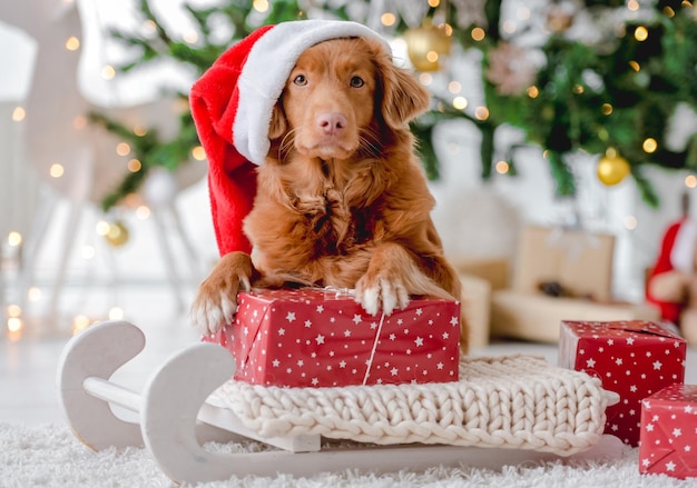 Toller retriever nel periodo natalizio