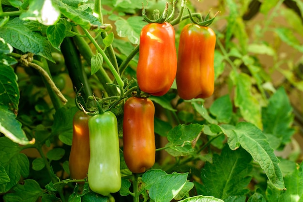 Tomati San Marzano Tomati rossi e verdi