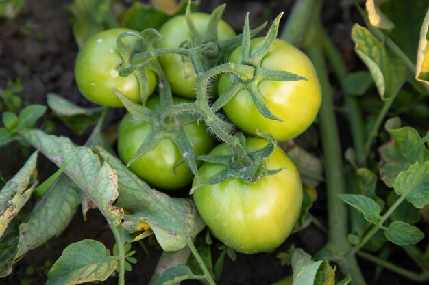 Tomato verde crudo nell'albero del giardino ortofrutticolo