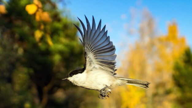 Tomtit sta volando, autunno in Siberia, Tomsk.