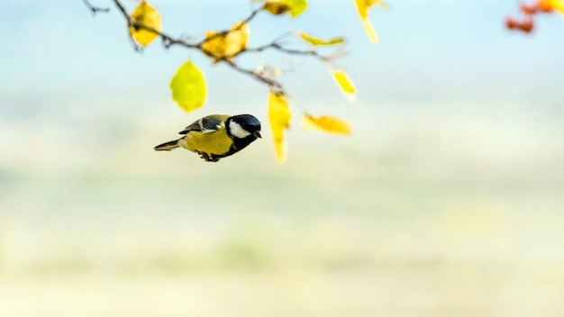 Tomtit vola, autunno in Siberia, Tomsk.