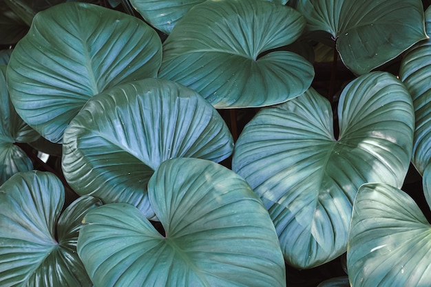 Tono scuro delle foglie verdi a forma di cuore della pianta di Homalomena che cresce nella natura selvaggia e tropicale delle foglie
