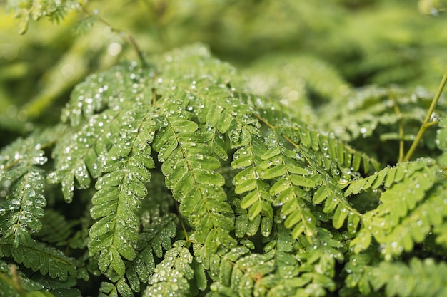 Toona ciliata. Texture di piante di cedro australiano con goccioline d'acqua.