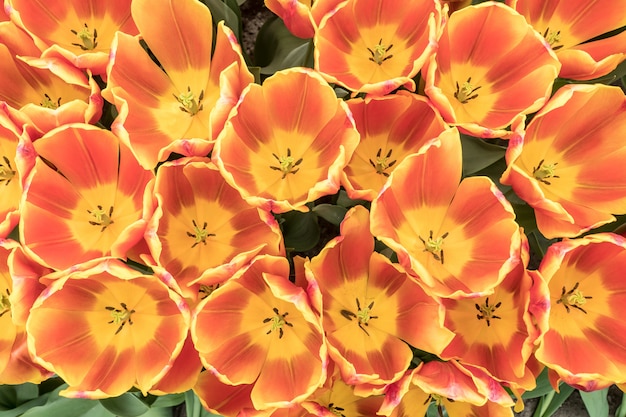 Top di bellissimi tulipani arancioni e gialli