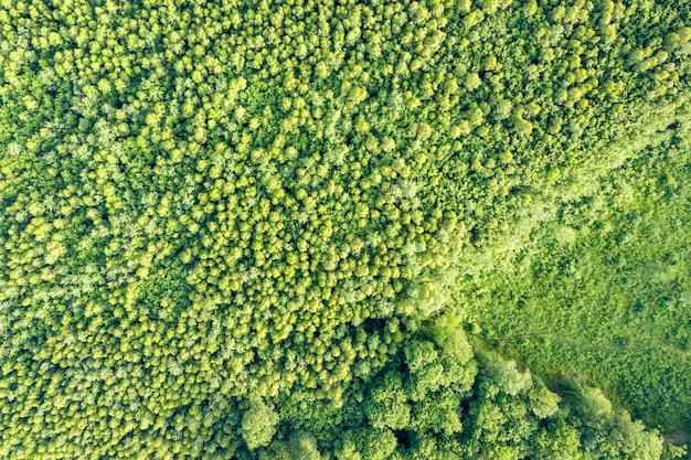 Top-down vista aerea della foresta verde estate con molti alberi freschi.