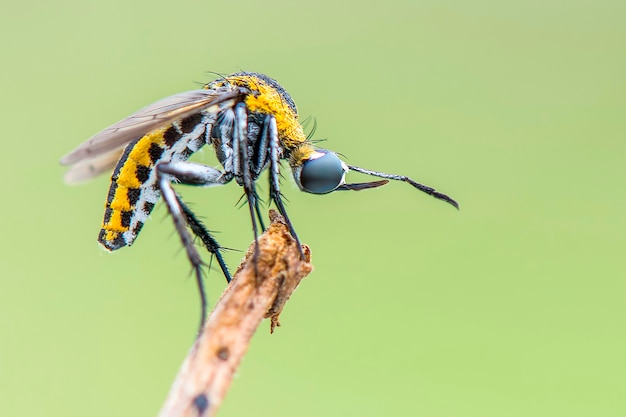 tophoxora L'ape gobba vola su sfondo verde