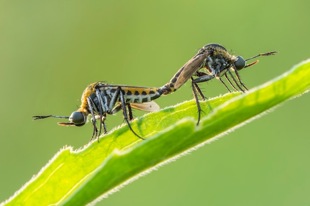 tophoxora L'ape gobba vola su sfondo verde