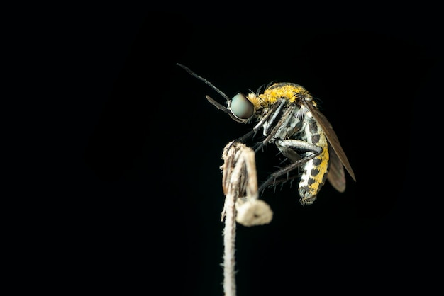 Tophoxora su sfondo nero