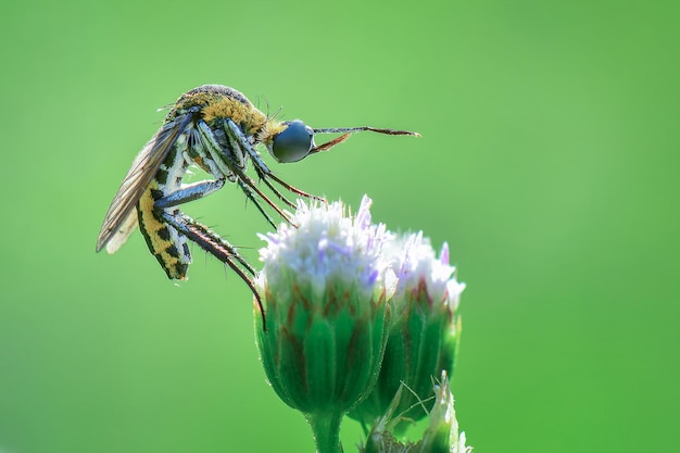 tophoxora su sfondo verde fiore