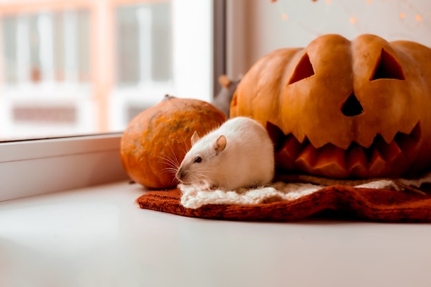 Topo e zucca di Halloween Topo e zucca per halloween Topo decorativo Colori autunnali