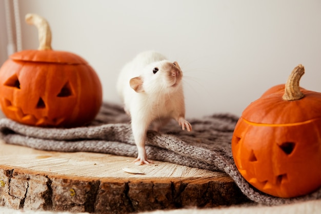 Topo e zucca di Halloween Topo e zucca per halloween Topo decorativo Colori autunnali