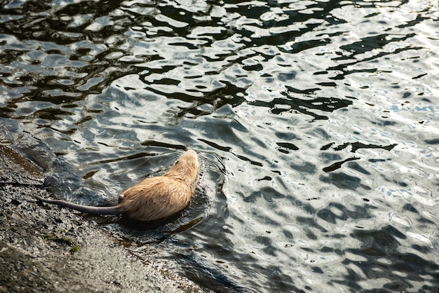 Topo muschiato (Ondatra zibethicus) sul lago.