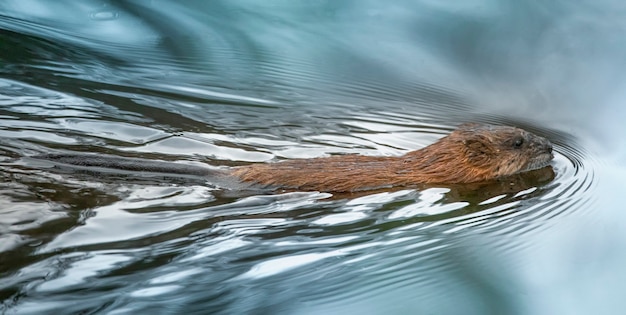 Topo muschiato, un roditore di uccelli acquatici galleggia sulla superficie dell'acqua. Questo animale è prezioso per la sua pelliccia