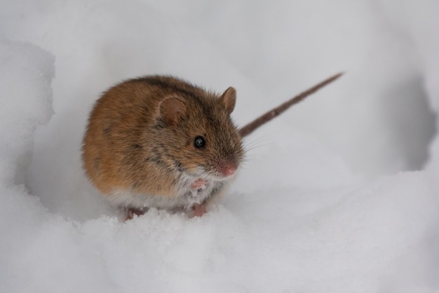 Topolino carino nella neve in inverno Primo piano Topo selvatico Topo del raccolto