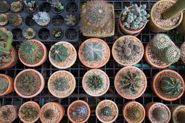 Topview di molte piante di cactus in vaso