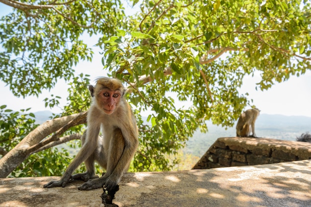 Toque macaque (Macaca sinica) seduto su una roccia al Tempio della Grotta di Dambulla. Scimmia endemica nello Sri Lanka.