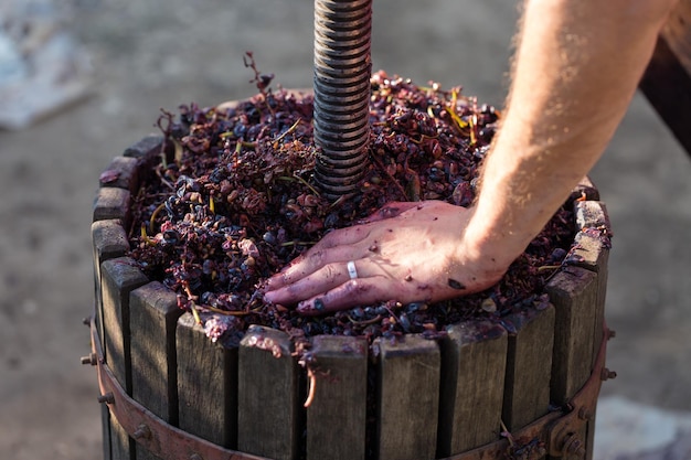 Torchio con mosto rosso e vite elicoidale Mani di vignaioli da vicino