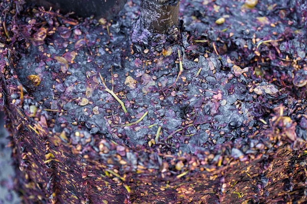 Torchio con mosto rosso e vite elicoidale. Produzione di vini della tradizione italiana, pigiatura dell'uva.
