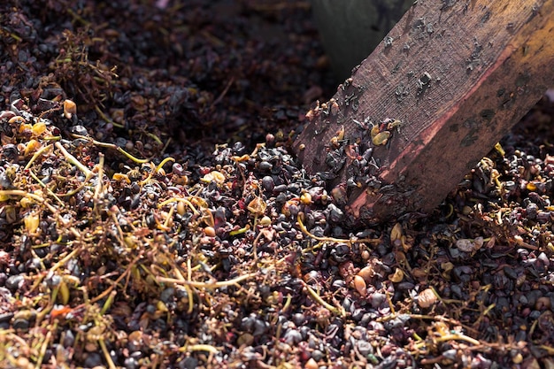 Torchio con mosto rosso e vite elicoidale Produzione di vini della tradizione italiana pigiatura delle uve