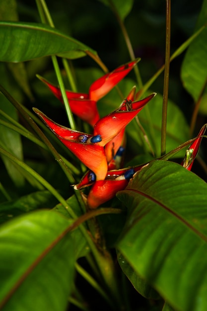 Torcia d'oro Heliconia arancione brillante