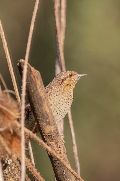 Torcicollo eurasiatico (Jynx torquilla) Malaga, Spagna