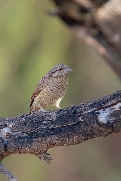 Torcicollo eurasiatico (Jynx torquilla) Malaga, Spagna