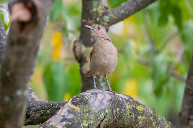 Tordo bianco o tordo bianco Turdus amaurochalinus nel fuoco selettivo