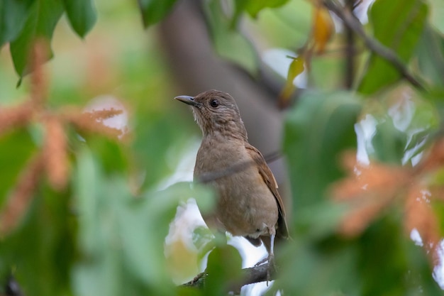 Tordo bianco o tordo bianco Turdus amaurochalinus nel fuoco selettivo