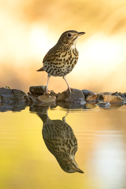 Tordo bottaccio in un punto d'acqua in una foresta mediterranea con le prime luci di una giornata autunnale