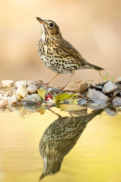 Tordo bottaccio in un punto d'acqua naturale all'interno di una foresta mediterranea di pini e querce in autunno