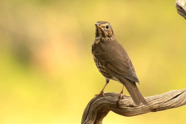 Tordo bottaccio su un locandiere vicino a un punto d'acqua naturale in una foresta mediterranea alle prime luci dell'alba