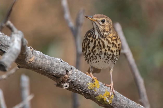 Tordo bottaccio Turdus philomelos Malaga Spagna