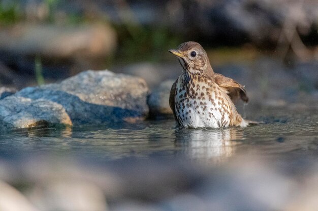 Tordo bottaccio Turdus philomelos Malaga Spagna