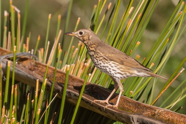 Tordo bottaccio Turdus philomelos Malaga Spagna