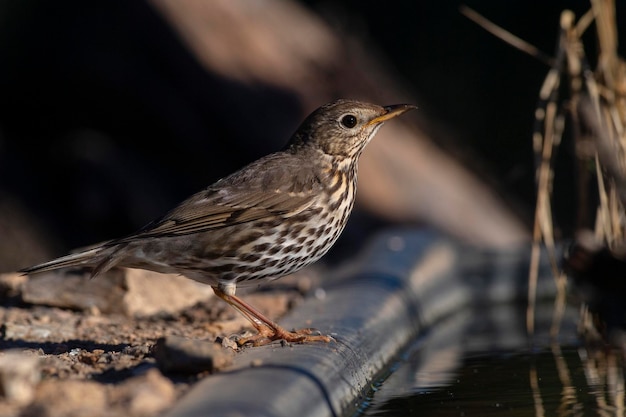 Tordo bottaccio Turdus philomelos Malaga Spagna