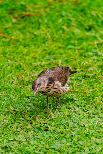 tordo bottaccio, (Turdus philomelos)