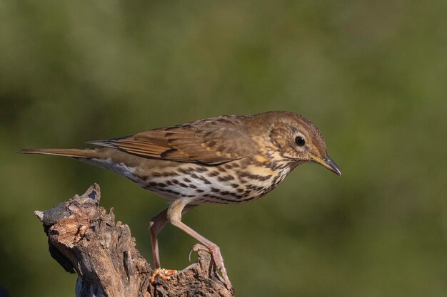 Tordo canoro Turdus philomelos Malaga Spagna