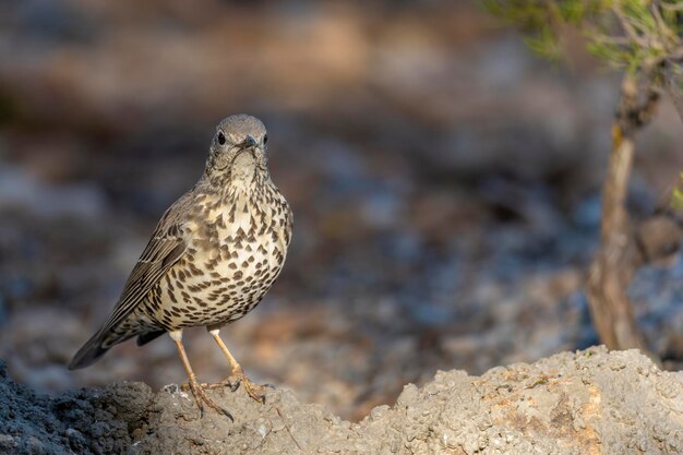 Tordo Charlo o Turdus viscivorus uccello dell'ordine Passeriformes