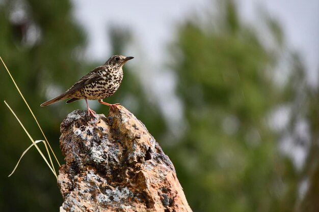 Tordo Charlo o Turdus viscivorus uccello dell'ordine Passeriformes