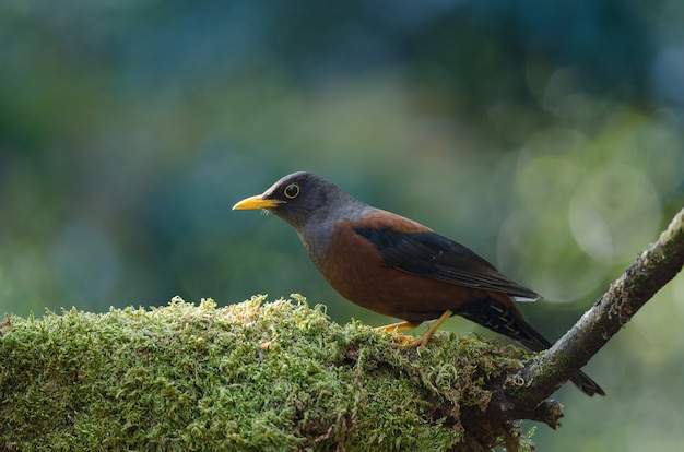 Tordo di castagno (Turdus rubrocanus)