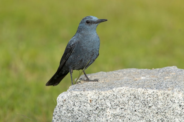 Tordo maschio di roccia blu in solitaria piumaggio sul suo posatoio preferito nella natura con le prime luci dell'alba