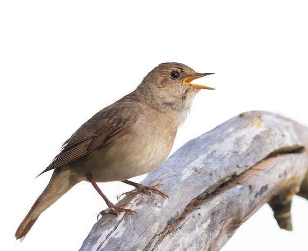 Tordo usignolo Luscinia luscinia Un uccello si siede su un vecchio registro Sfondo bianco ritagliato