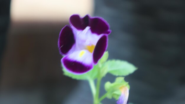 Torenia Fournieri. fiore a quadrilatero. erba annuale. il fiore bluewings, è una pianta annuale.