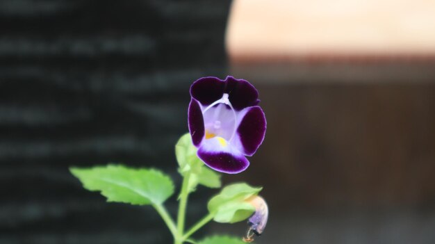 Torenia fournieri, fiore a quadrilatero. erba annuale. il fiore bluewings, è una pianta annuale.