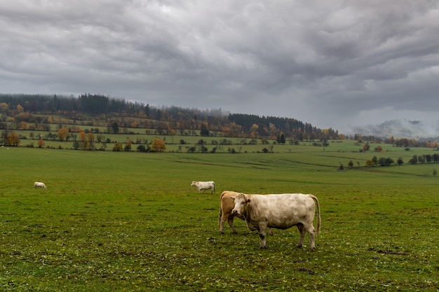 Tori al pascolo su pascoli verdi in autunno