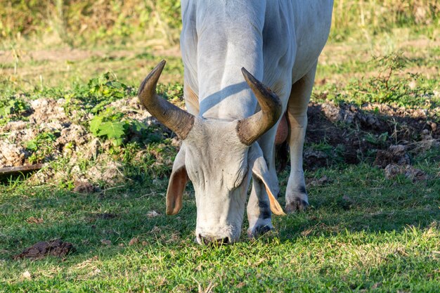 Toro al pascolo in fattoria